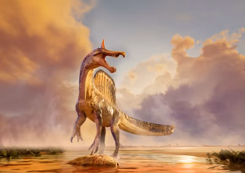 Hình minh họa loài khủng long Spinosaurus mirabilis. (Ảnh: Đại học Chicago)