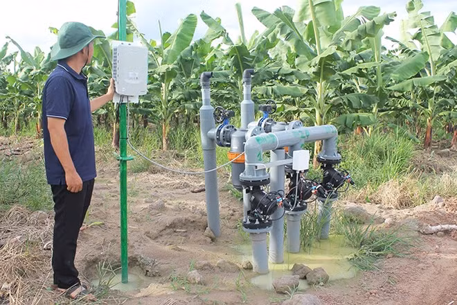 Theo dõi tiến trình tăng trưởng, phát triển của cây chuối công nghệ cao phục vụ xuất khẩu tại một trang trại ở khu vực tỉnh Bình Dương trước đây. (Ảnh: CTV)
