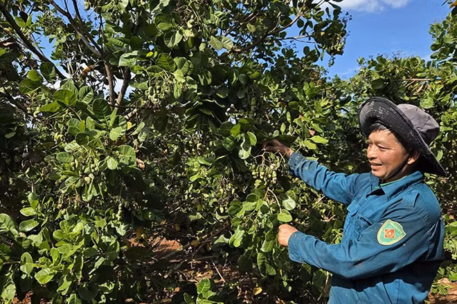 Người dân ở xã Phú Riềng (Đồng Nai) chăm sóc cây điều trong thời kỳ ra hoa, đậu trái vụ đầu năm 2026.