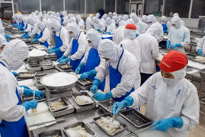 Chế biến một mặt hàng thủy sản phục vụ khẩu tại Công ty Phát triển Kinh tế Duyên Hải (Cofidec) ở khu vực Thành phố Hồ Chí Minh (trước đây).