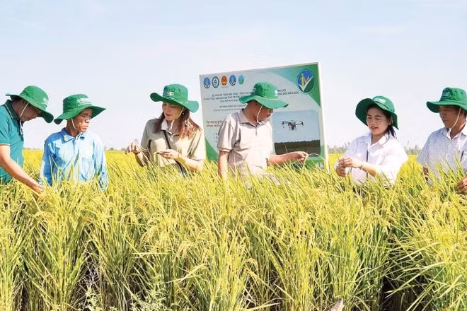 Nông dân An Giang kiểm tra ruộng lúa canh tác theo Đề án 1 triệu héc-ta lúa chất lượng cao, phát thải thấp.