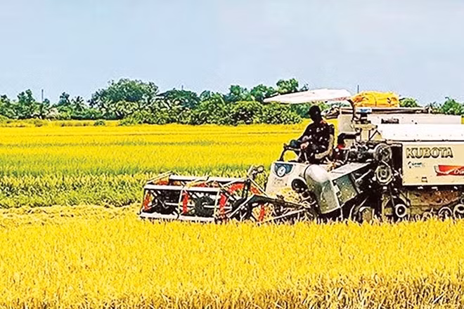 Xã Ninh Thạnh Lợi có nhiều tỷ phú từ mô hình lúa-tôm.