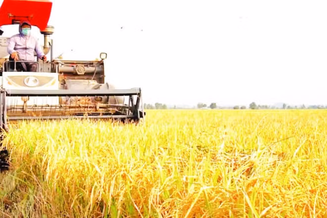 Đề án 1 triệu ha lúa chất lượng cao, phát thải thấp gắn với tăng trưởng xanh vùng Đồng bằng sông Cửu Long đã giúp nhà nông tăng lợi nhuận từ 1,5-5 triệu đồng/ha.