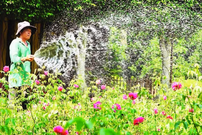 Nông dân tỉnh Đồng Tháp chăm sóc hoa kiểng.