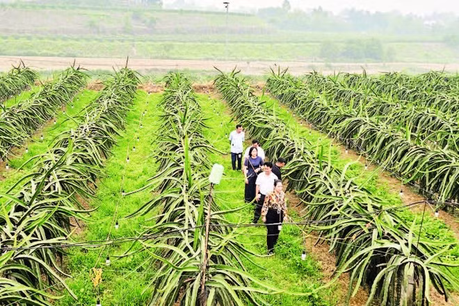Cán bộ Chi cục Trồng trọt và Bảo vệ thực vật giám sát, hỗ trợ vùng trồng thanh long của ông Nguyễn Đắc Thành tại xã Lập Thạch.
