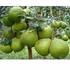 Bưởi da xanh