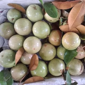 Vú sữa Lò Rèn