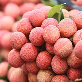 Vải thiều Lục Ngạn