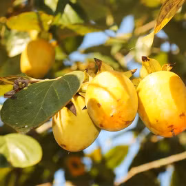 Hồng Bình Du