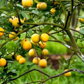 Cam Xã Đoài 