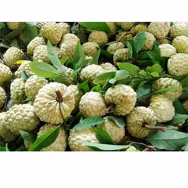 Na dai Lực Hành