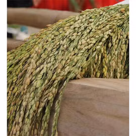 Cốm Hồng Quang