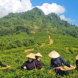 Chè Thôm Lòa