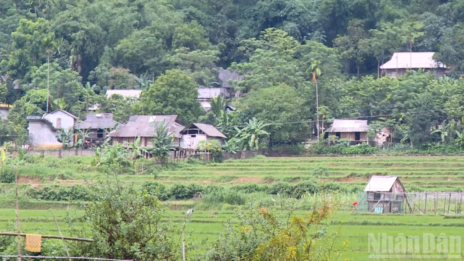 ndo_br_ban-lang-muong.jpg