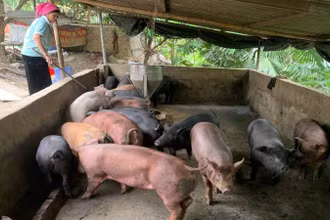Mô hình nuôi lợn bản địa tập trung đem lại hiệu quả kinh tế cho bà con nhân dân xã Lê Lợi.