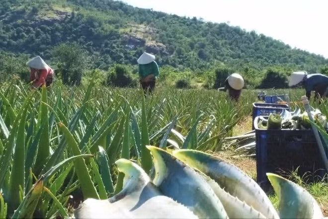 Nông dân trên cánh đồng cây nha đam. (Ảnh: PV)