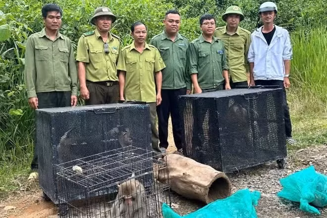 Trung tâm Bảo tồn voi, cứu hộ động vật và quản lý bảo vệ rừng tỉnh Đắk Lắk phối hợp các đơn vị đưa các cá thể động vật hoang dã quý hiếm đến Vườn Quốc gia Chư Yang Sin để thả về với môi trường tự nhiên.