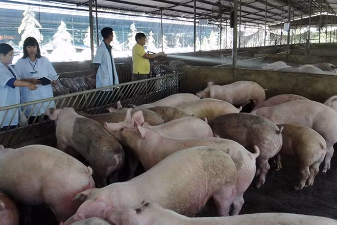 Nuôi lợn theo hướng an toàn sinh học tại huyện Xuân Lộc, Đồng Nai. (Ảnh: BÁO NHÂN DÂN)