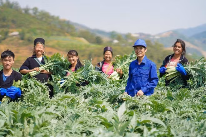 Công ty cổ phần Traphaco đã xây dựng được vùng trồng nguyên liệu cây Atiso tại Sa Pa (Lào Cai).