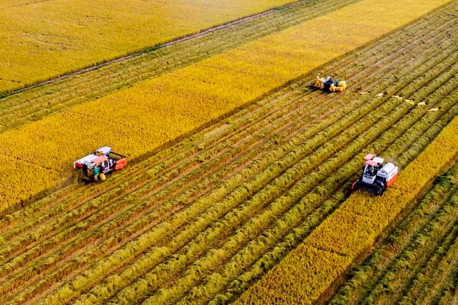 Thu hoạch lúa trên cánh đồng lớn tại tỉnh Tây Ninh. (Ảnh: KHÁNH AN)