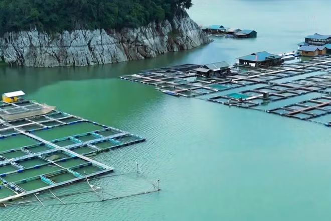 Nuôi cá lồng bè ở hồ Hòa Bình (Phú Thọ).