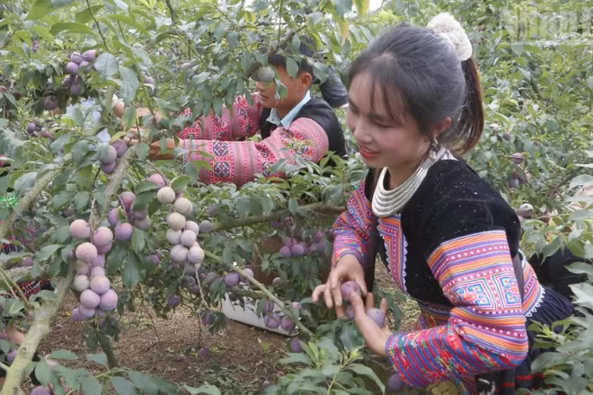 Thành viên các đội tham gia thi hái mận.