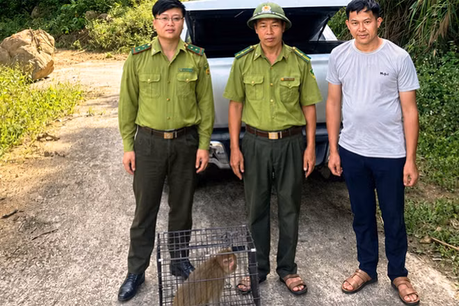 Cá thể khỉ được di chuyển, thả vào Vườn quốc gia Xuân Liên.
