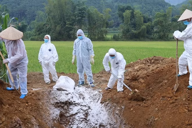 Lực lượng chức năng tiến hành tiêu hủy lợn nhiễm dịch tả lợn châu Phi. (Ảnh: HÀ THANH)