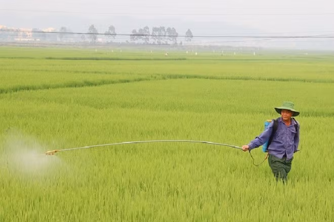 Nông dân xã Thanh An phun thuốc trị bệnh đạo ôn trên lúa đông xuân. 