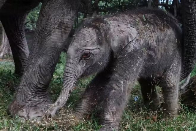 Một con voi Sumatra cái đã chào đời tại công viên sinh thái Buluh Cina ở Riau trên đảo Sumatra, Indonesia. (Ảnh: phys.org)