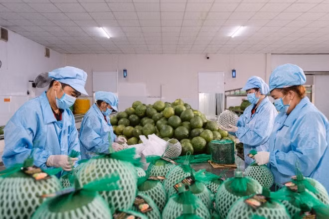 Đóng gói bưởi xuất khẩu tại Công ty Vina T&T Group. (Ảnh: MINH ANH)