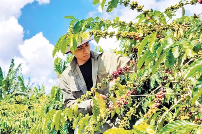 Cây cà-phê giúp người dân tỉnh Lâm Đồng nâng cao thu nhập.