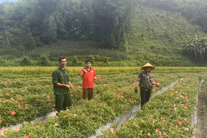 Cánh đồng Sâm Bố Chính ở thôn Đông Viên, xã Bạch Thông được hình thành nhờ mô hình Dân vận khéo của Chi bộ thôn và phát huy vai trò của đảng viên trẻ (Ảnh: THU TRANG)