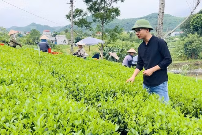 Nghệ nhân Kiều Cao Dũng trực tiếp kiểm tra chất lượng trà tại đồi trà nguyên liệu ở Thái Nguyên.