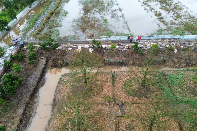 Vườn sầu riêng đã chết hoàn toàn do nước ngập nên ông Phạm Kim Trí phải xây dựng hàng rào kiên cố để tái đầu tư.