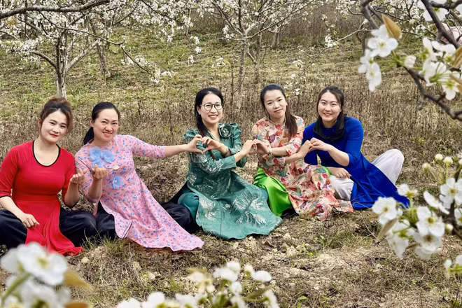 Vườn lê nở trắng ở xã biên giới Phố Bảng.