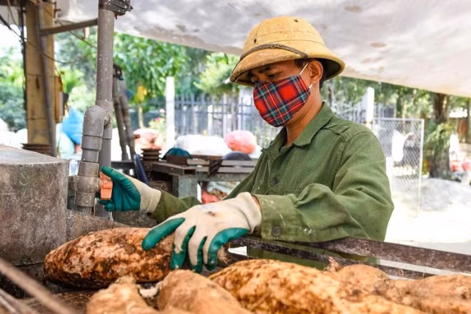 Người dân xã Ngọc Lặc, tỉnh Thanh Hóa chế biến sắn. (Ảnh: BÌNH MINH)