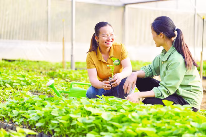 Nông dân tham gia dự án hỗ trợ kinh doanh nông hộ tại Cao Bằng (Ảnh: VIỆT HÀ)