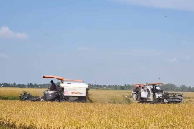 Nông dân tỉnh An Giang thu hoạch lúa trong vùng thực hiện Đề án chuyên canh lúa chất lượng cao và phát thải thấp. (Ảnh: QUỐC TRINH)