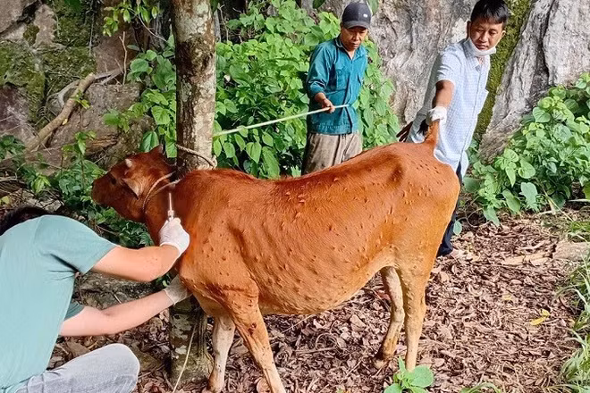 Một con bò của hộ chăn nuôi ở xã Sam Mứn bị mắc bệnh viêm da nổi cục toàn thân đang được theo dõi, điều trị. 