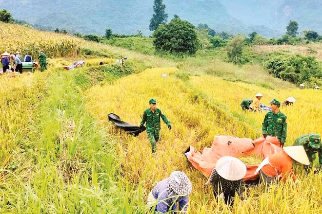 Các chiến sĩ Đồn Biên phòng Chiềng Sơn giúp người dân thu hoạch lúa. (Ảnh: TÒNG VĂN DẪN)