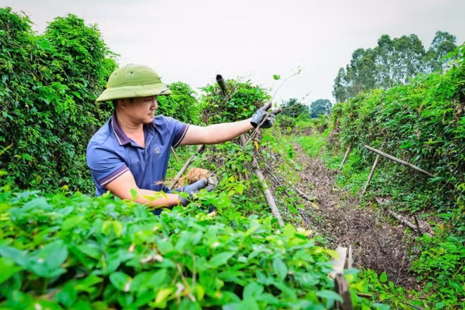 Gia đình anh Nguyễn Văn Điện ở thôn Lãn Tranh 1, xã Phúc Hòa, tỉnh Bắc Ninh đổi đời nhờ trồng sâm. (Ảnh: BẢO LONG)