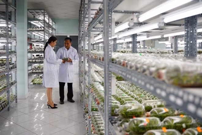Phòng nhân giống hoa lan cấy mô tại Khu Nông nghiệp công nghệ cao Thành phố Hồ Chí Minh.