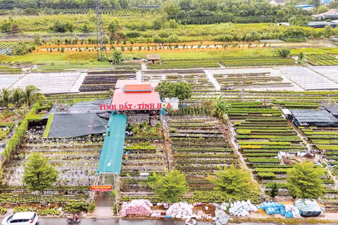 Tổ hợp tác và cung ứng hoa kiểng Tân An của anh Đặng Văn Giàu. (Ảnh: MỸ HÀ)