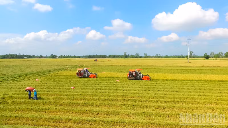 Nông dân Cần Thơ thu hoạch lúa chất lượng cao. (Ảnh: Thanh Tâm)