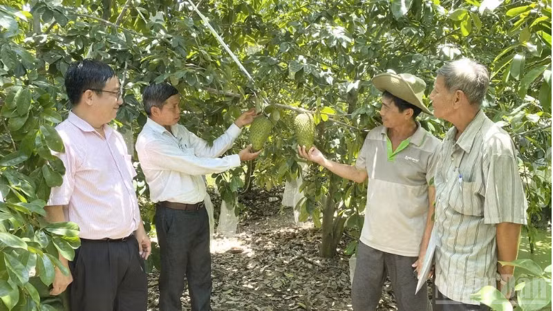 Nông dân Cần Thơ trồng mãng cầu xiêm theo tiêu chuẩn VietGap hướng đến xuất khẩu. (Ảnh: THANH TÂM)