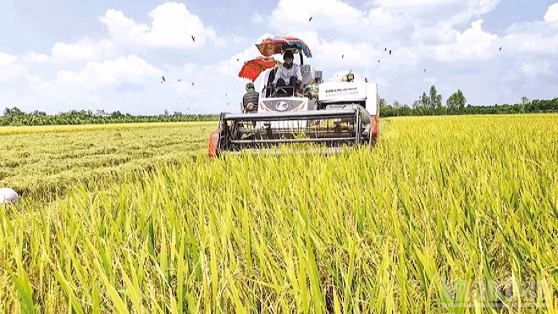 Nông dân Cần Thơ thu hoạch lúa chất lượng cao đáp ứng yêu cầu xuất khẩu. (Ảnh: THANH TÂM)
