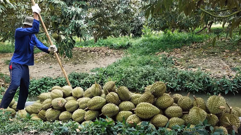 Nhà vườn Cần Thơ thu hoạch sầu riêng.