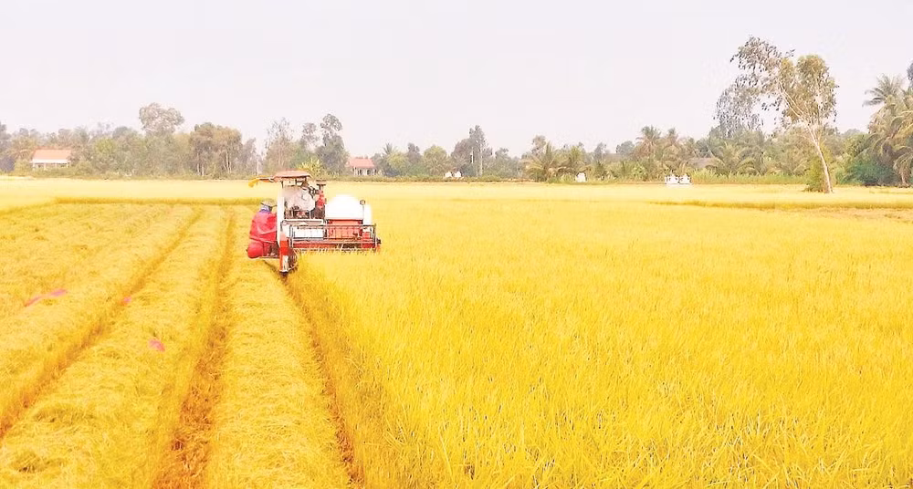 Sản xuất lúa chất lượng cao, phát thải thấp đang từng bước trở thành hướng đi chủ đạo, gắn với liên kết tiêu thụ, xây dựng thương hiệu và nâng cao giá trị hạt gạo Tây Ninh.