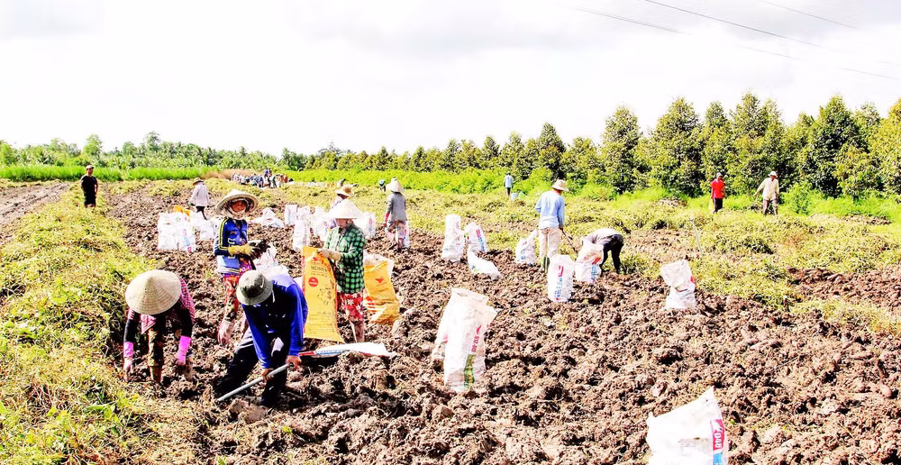 Nông dân thu hoạch khoai mỡ.